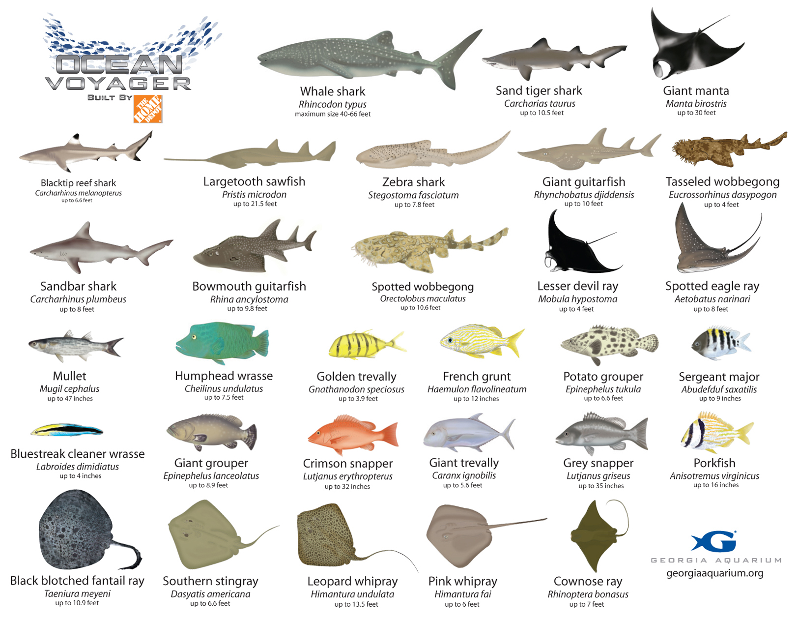 fish-names